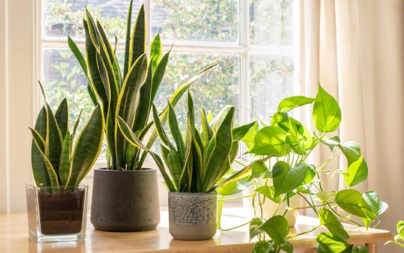 Best Indoor Plants for New Zealand Homes (Easy Care Guide)