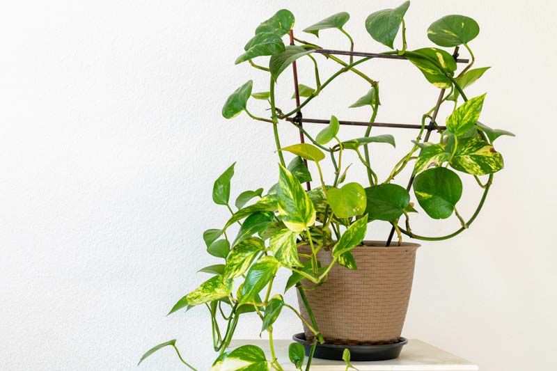 Pothos (Epipremnum aureum)
